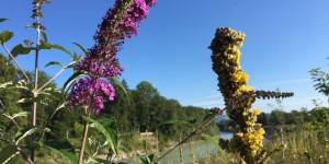 Beitragsbild des Blogbeitrags Tipp fürs Wochenende: Spaziergang zum Saalachspitz
