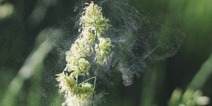 Beitragsbild des Blogbeitrags Allergien – was tun wenn dich der Heuschnupfen plagt