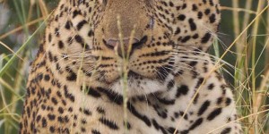 Beitragsbild des Blogbeitrags Business Class in den Busch: Luxus Safari Reise im Krüger Nationalpark