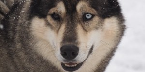 Beitragsbild des Blogbeitrags Huskies #inAustria. Eine Liebesgeschichte aus dem Schneerosental.