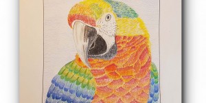 Beitragsbild des Blogbeitrags ZEICHNEN 7.20 – Ara