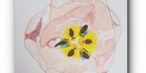 Beitragsbild des Blogbeitrags ZEICHNEN 9.20 – Versuch einer Tulpe