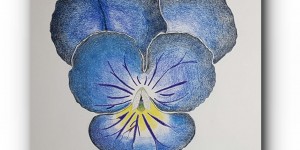Beitragsbild des Blogbeitrags ZEICHNEN 15.20 – Stiefmütterchen