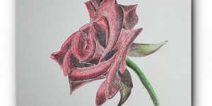 Beitragsbild des Blogbeitrags ZEICHNEN 16.20 – Rose