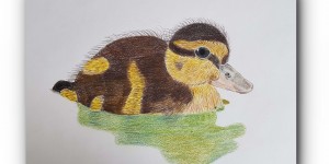 Beitragsbild des Blogbeitrags ZEICHNEN 17.20 – Entenküken