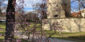 Beitragsbild des Blogbeitrags Bunte Beete suchen Grüne Paten …