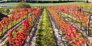 Beitragsbild des Blogbeitrags Wagramer Bio-Wein vom Hummel
