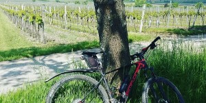 Beitragsbild des Blogbeitrags 18.5.19 - Kottingbrunn 