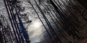 Beitragsbild des Blogbeitrags 13.3.21 - Schwechatbach