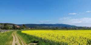 Beitragsbild des Blogbeitrags 1.5.21 - Helenental-Wolfsgeist-Haselbach-Schwarzensee 