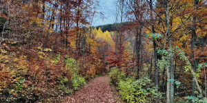 Beitragsbild des Blogbeitrags 9.11.21 - Groisbach