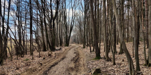 Beitragsbild des Blogbeitrags 21.3.23 - Sittendorf-Sparbach-Heiligenkreuz