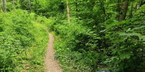 Beitragsbild des Blogbeitrags 4.7.23 - Wassergspreng-Parapluie-Dornbach