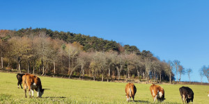 Beitragsbild des Blogbeitrags 12.11.23 - Untermeierhof-Schwechatbach