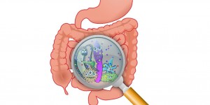 Beitragsbild des Blogbeitrags Wie funktioniert das Mikrobiom? 