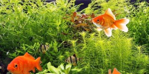 Beitragsbild des Blogbeitrags Corona führt zu Notstand bei heimischen Goldfischen