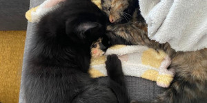 Beitragsbild des Blogbeitrags Was da kana über Katzen sagt