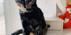 Beitragsbild des Blogbeitrags Olls.