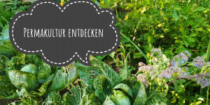 Beitragsbild des Blogbeitrags Mit Liebe gärtnern