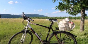 Beitragsbild des Blogbeitrags Top 10 Radtouren für Genussradler: die schönsten RADWEGE NIEDERÖSTERREICHS 