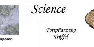 Beitragsbild des Blogbeitrags 2010 wurde die Asexuelle Vermehrung von Trüffel entdeckt