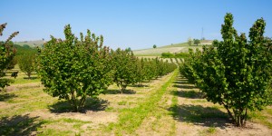 Beitragsbild des Blogbeitrags Clos Racines errichtet größten Trüffelgarten in Kalifornien mit 3600 Trüffelbäume (Eichen) auf 26 Hektar Land 