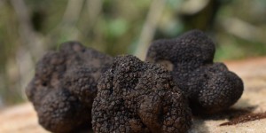 Beitragsbild des Blogbeitrags Die mysteriöse Abstammung des begehrten schwarzen Trüffel - Périgordtrüffel