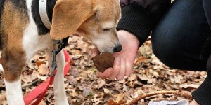 Beitragsbild des Blogbeitrags Auf der Trüffelsuche in Umbrien mit dem Trüffelsucher und seinem Trüffelhund 