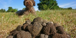 Beitragsbild des Blogbeitrags Der Trüffelhundeflüsterer -  In Tennessee züchtet Jim Sanford die besten Trüffeljagdhunde auf dieser Seite des Mittelmeers - Lagotto Romagnolo 