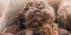 Beitragsbild des Blogbeitrags Lagotto Romagnolo - Der Hund des Wassers - Die Geschichte und die Eigenschaften dieses Trüffelhundes