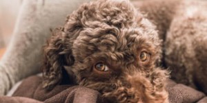 Beitragsbild des Blogbeitrags Lagotto Romagnolo - Der Hund des Wassers - Die Geschichte und die Eigenschaften dieses Trüffelhundes 