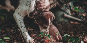 Beitragsbild des Blogbeitrags Teil 1 - Die Trüffelhundeausbildung - Wie wird mein Hund ein Trüffelhund und zum Trüffelsuchen ausgebildet