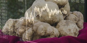 Beitragsbild des Blogbeitrags Die Studie 2020 über den Trüffelmarkt - Analysen und Trends über die Trüffel 