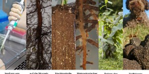 Beitragsbild des Blogbeitrags Murat Claude - Trüffelforschung der Genome und der Mychorrhiza von Trüffeln 