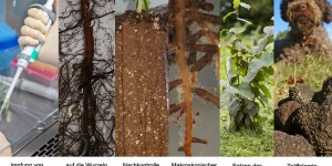 Beitragsbild des Blogbeitrags Murat Claude - Trüffelforschung der Genome und der Mychorrhiza von Trüffeln