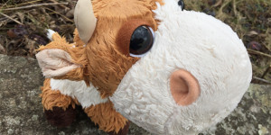 Beitragsbild des Blogbeitrags BEGOSSENE KUH