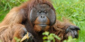 Beitragsbild des Blogbeitrags GROSSER ORANG-UTAN