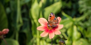 Beitragsbild des Blogbeitrags Video: Schmetterlinge – Tagpfauenauge 