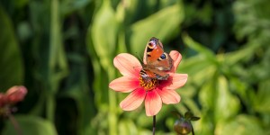 Beitragsbild des Blogbeitrags Video: Schmetterlinge – Tagpfauenauge