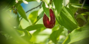 Beitragsbild des Blogbeitrags Dirndln im Garten