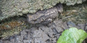 Beitragsbild des Blogbeitrags Kröten im Gartenjahr