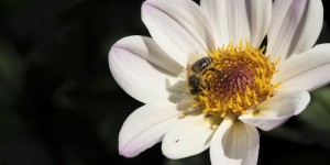 Beitragsbild des Blogbeitrags Einfach weils schön ist!