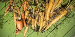 Beitragsbild des Blogbeitrags Karotten – Ernte aus dem Hochbeet 