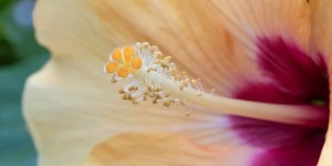 Beitragsbild des Blogbeitrags Roseneibisch