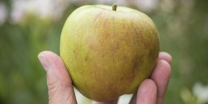 Beitragsbild des Blogbeitrags Die ersten Äpfel werden reif