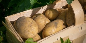 Beitragsbild des Blogbeitrags Kartoffelernte!