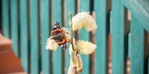 Beitragsbild des Blogbeitrags Schmetterling im März 