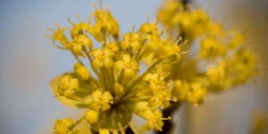 Beitragsbild des Blogbeitrags Die Kornelkirsche blüht – der Frühling ist da (beinahe)!