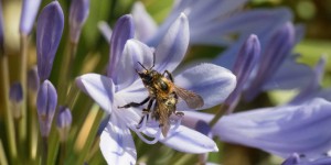 Beitragsbild des Blogbeitrags Agapanthus – die Schmucklilie
