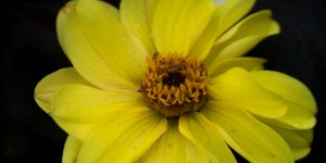Beitragsbild des Blogbeitrags Die letzten Dahlien trotzem dem Herbst